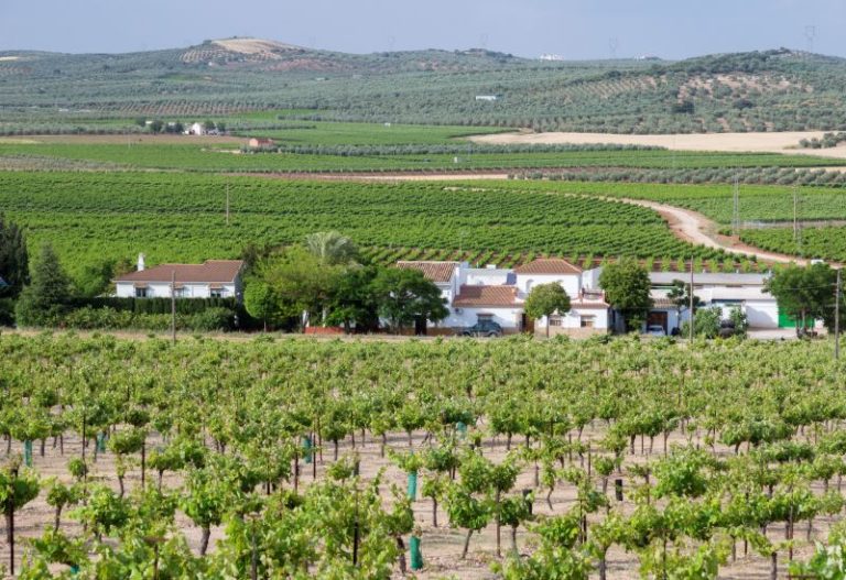 visitas bodega cortijo la fuente 1 768x527