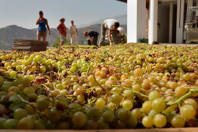 Activities in Ronda 768x510