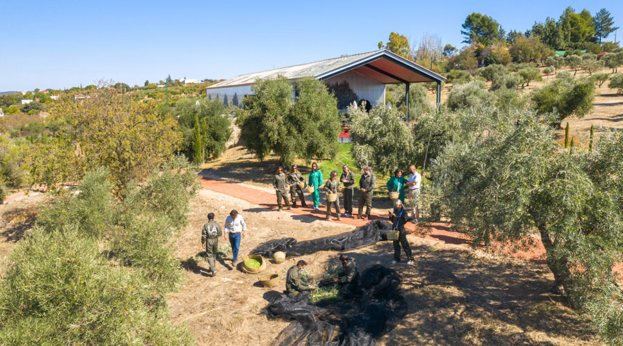 Visita a Almazara Ecológica en Ronda Malaga