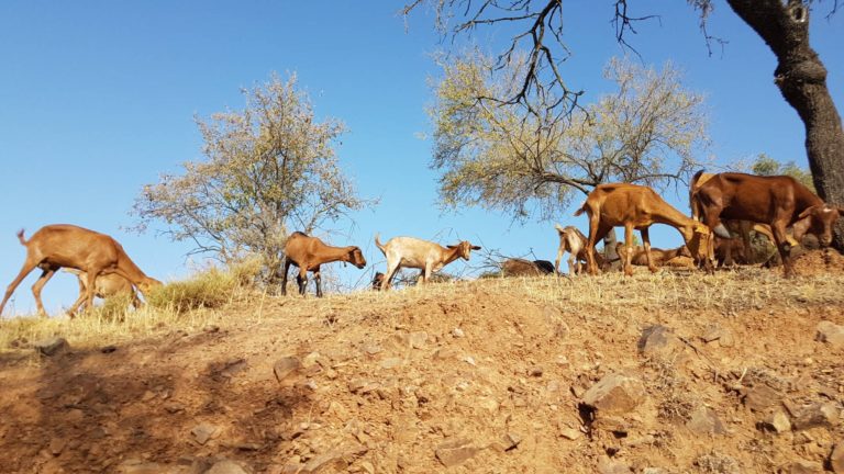 Ruta Quad desde Marbella 7 768x432