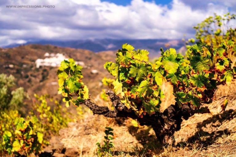 Visita bodega de Ronda 1 768x512