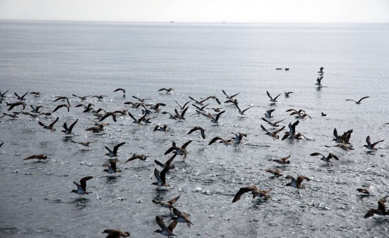 Tour para avistar delfines 1 1 768x470