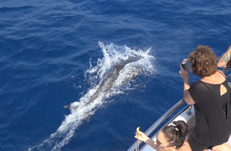 Tour para avistar delfines 2 1 768x502