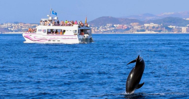 Tour para avistar delfines 2 768x404