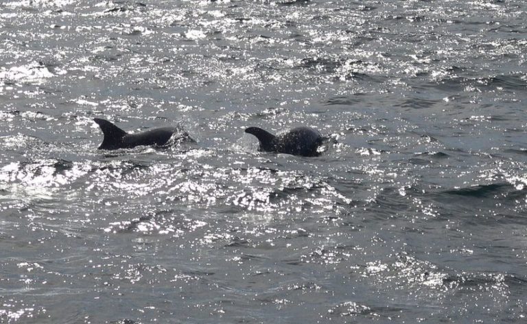 Tour para avistar delfines 3 1 768x473