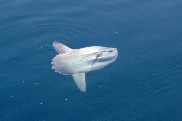 excursion para avistar delfines 1 1 768x512