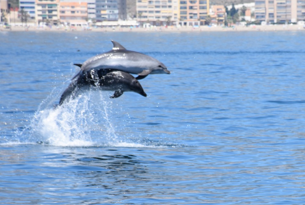 tour para avistar delfines