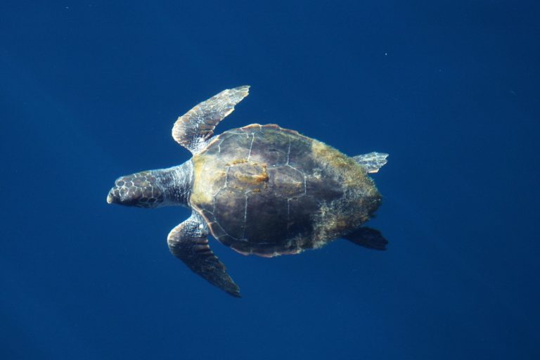 excursion para avistar delfines 2 1 768x512