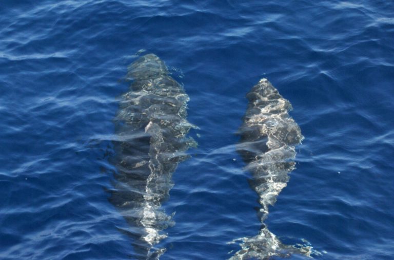 excursion para avistar delfines 2 768x508