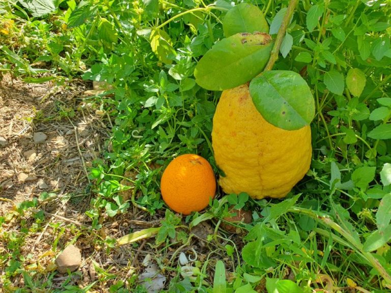 visita finca juanito orange 11 768x576