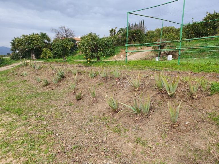 visita finca juanito orange 13 768x576