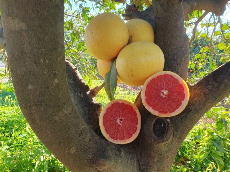 visita finca juanito orange 15 768x576