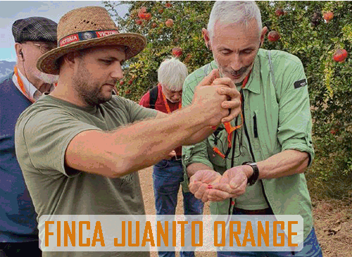 Juanito orange