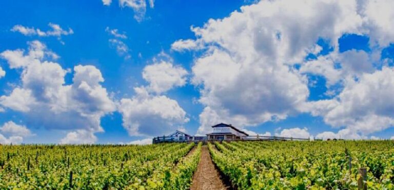 visita guiada bodega excelencia 19 768x372