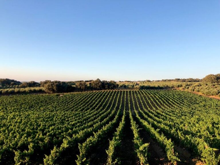 visita guiada bodega excelencia 21 768x576