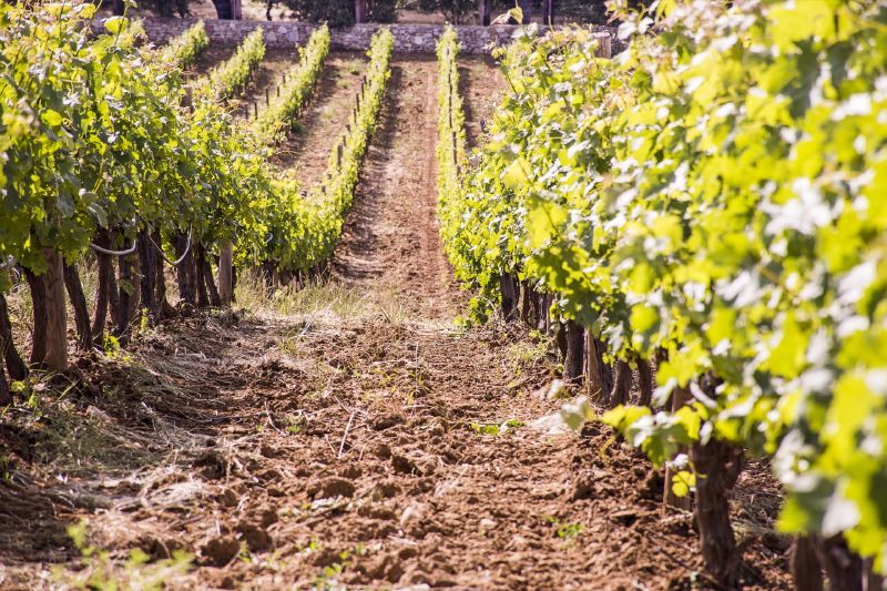 Visita guiada a bodega