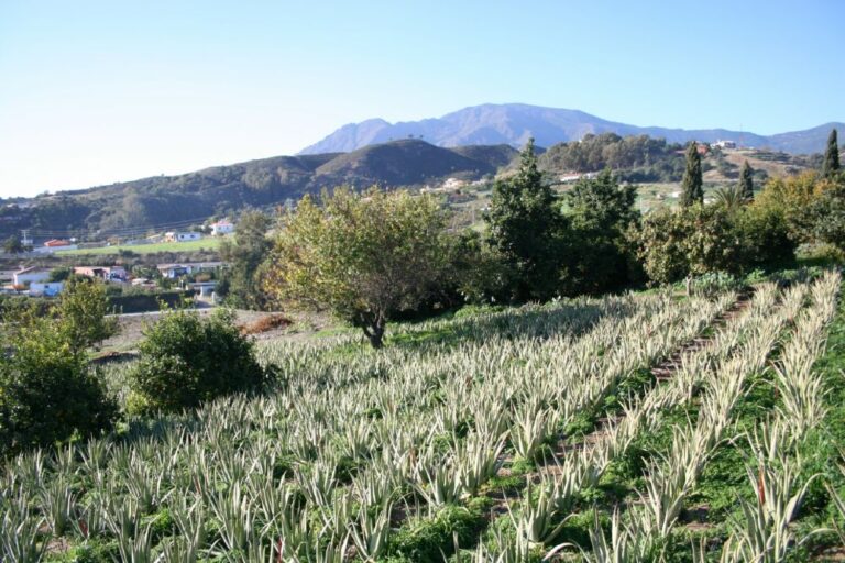 aloe experience aloe vera santa verde 1 768x512