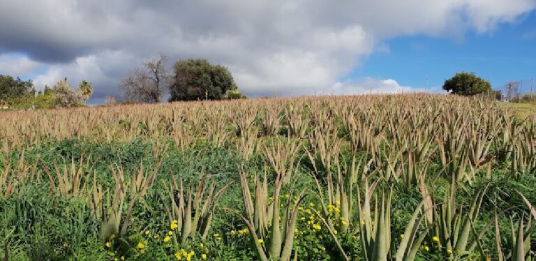aloe experience aloe vera santa verde 3 768x374