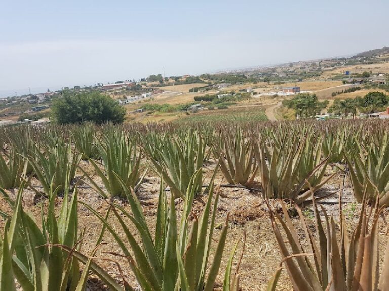 aloe experience aloe vera santa verde 5 768x576