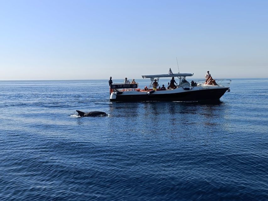 Avistamiento de delfines en yate