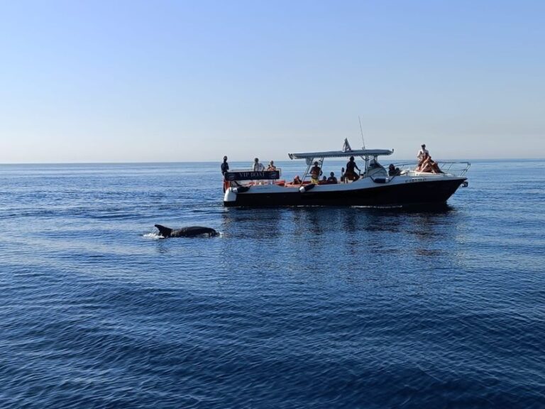 Avistamiento delfines yate fuengirola 7 768x576