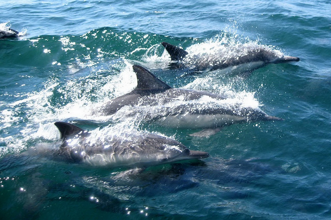 Excursion para avistar delfines desde Fuengirola