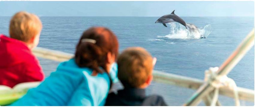 Excursion para avistamiento de delfines desde fuengirola