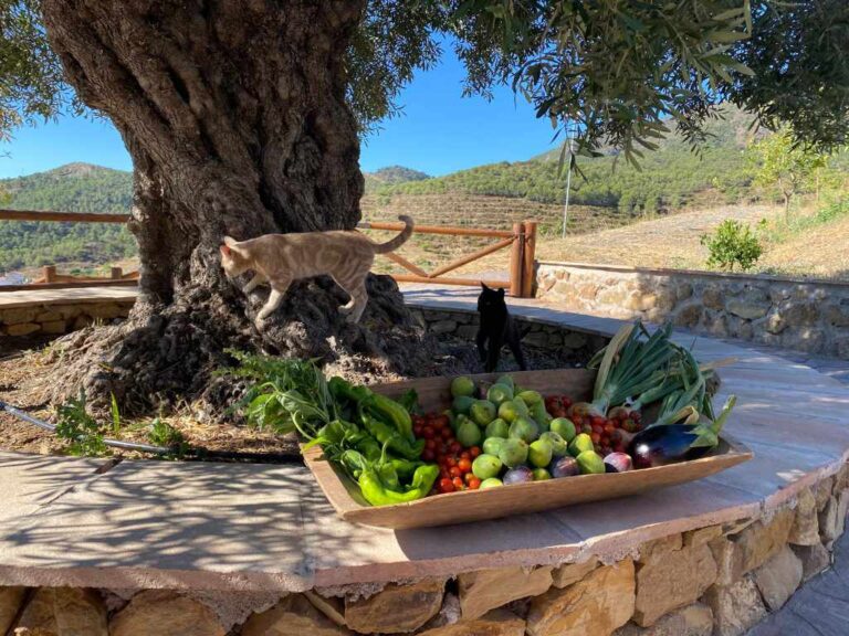 visit finca solmark 2 768x576