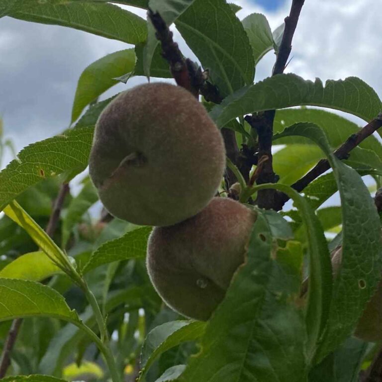 visita finca ecologica 4 768x768