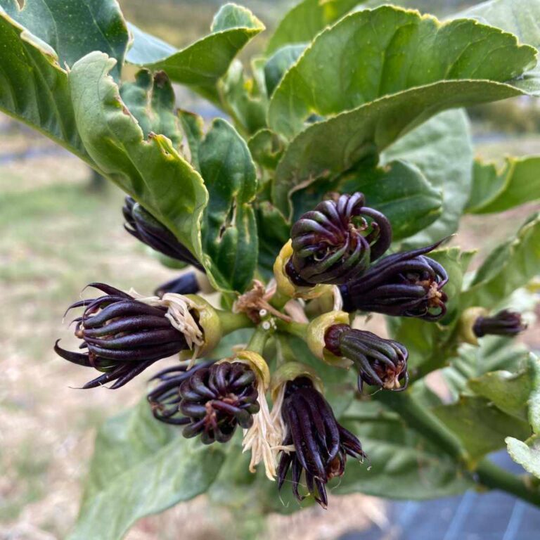 visita finca ecologica 5 768x768