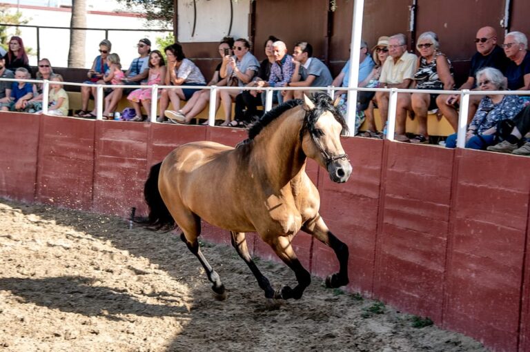 Espectaculo de caballos fuengirola 5 768x510