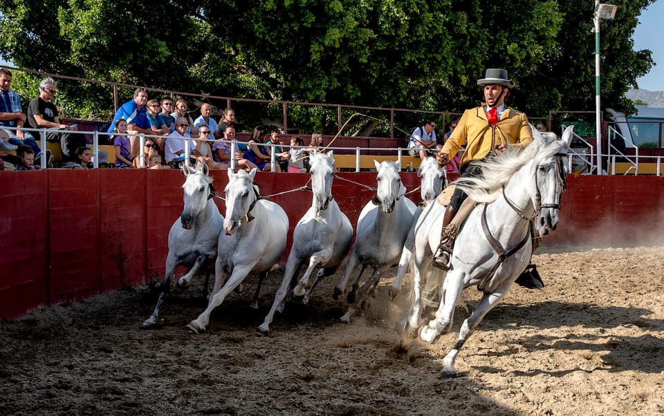 Espectaculo ecuestre cartujano 8 2