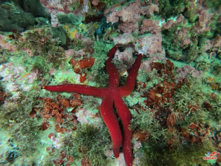 Snorkel con scooter submarina 7 768x576