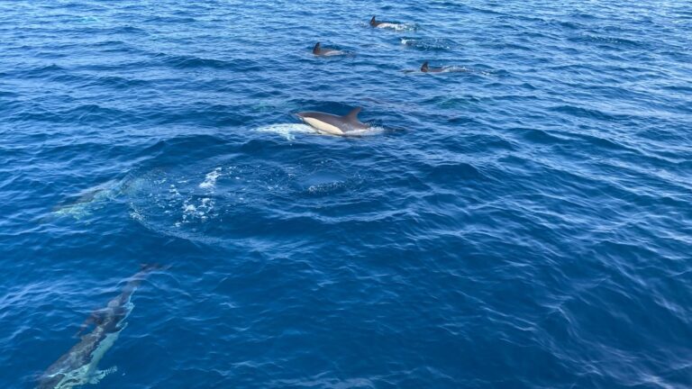 avistamiento de delfines 1 768x432
