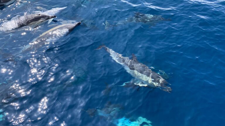 avistamiento de delfines 2 768x432