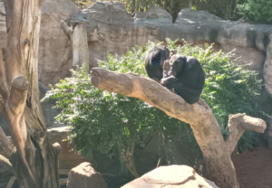 planes en familia: zoológico Bioparc Fuengirola