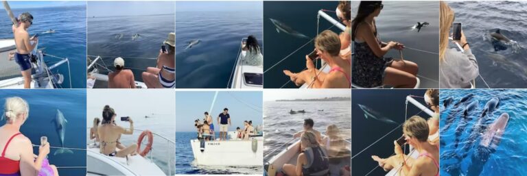 avistamiento de delfines en marbella 2 768x257
