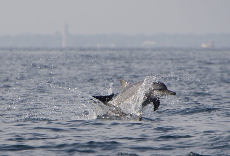 excursion delfines en marbella 2 768x521