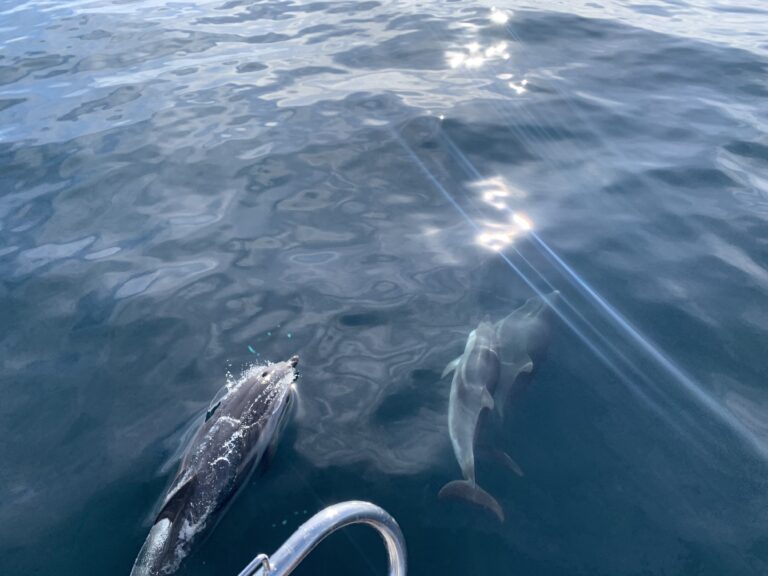 foto experiencia compartida delfines2 1 768x576