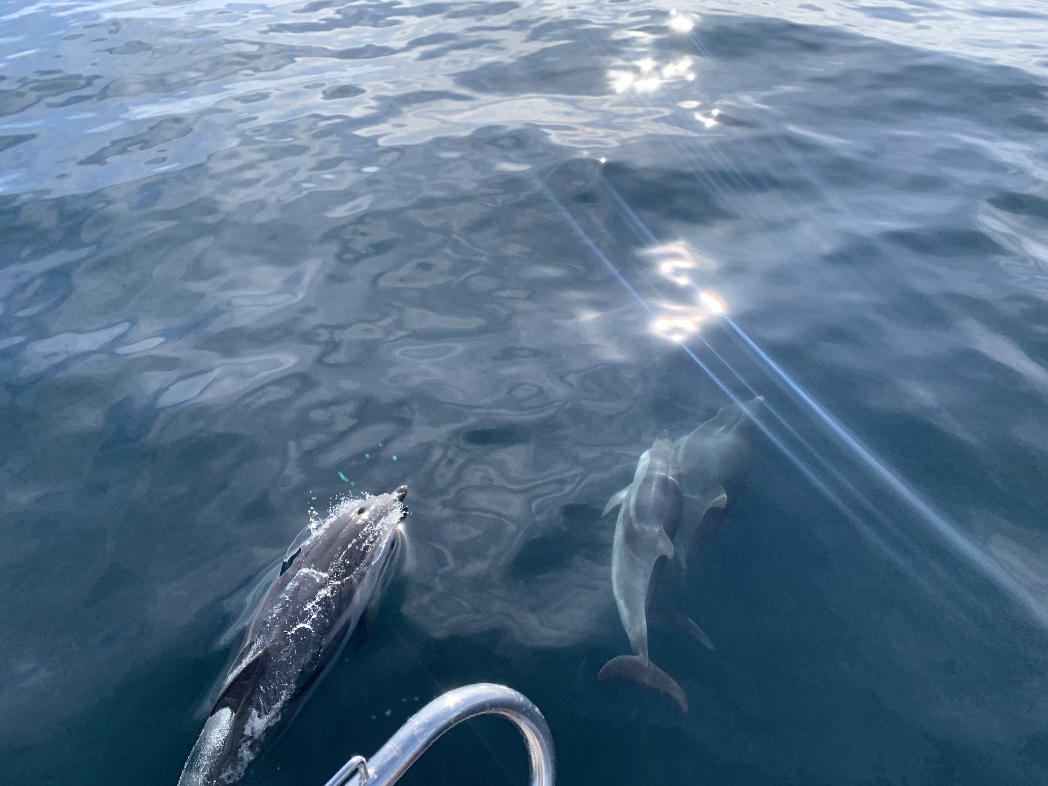 foto experiencia compartida delfines2