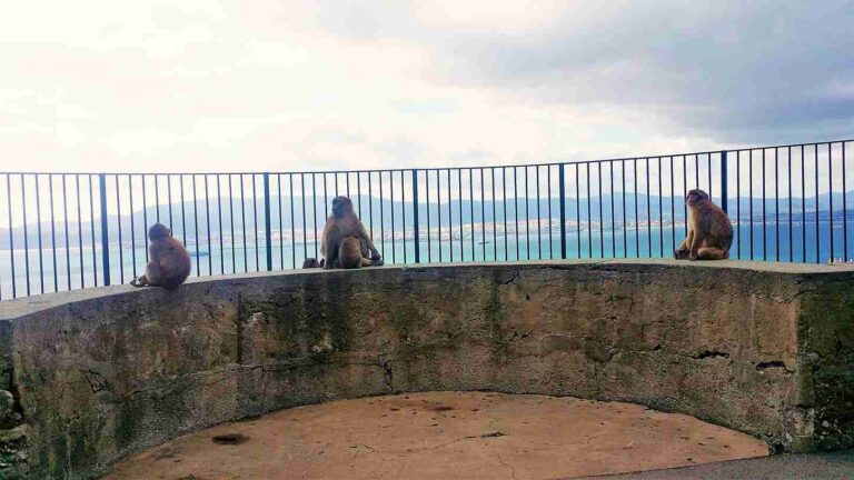 Excursion Privada a Gibraltar 1 768x432