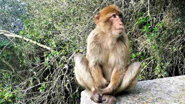 Excursion Privada a Gibraltar 4 768x432