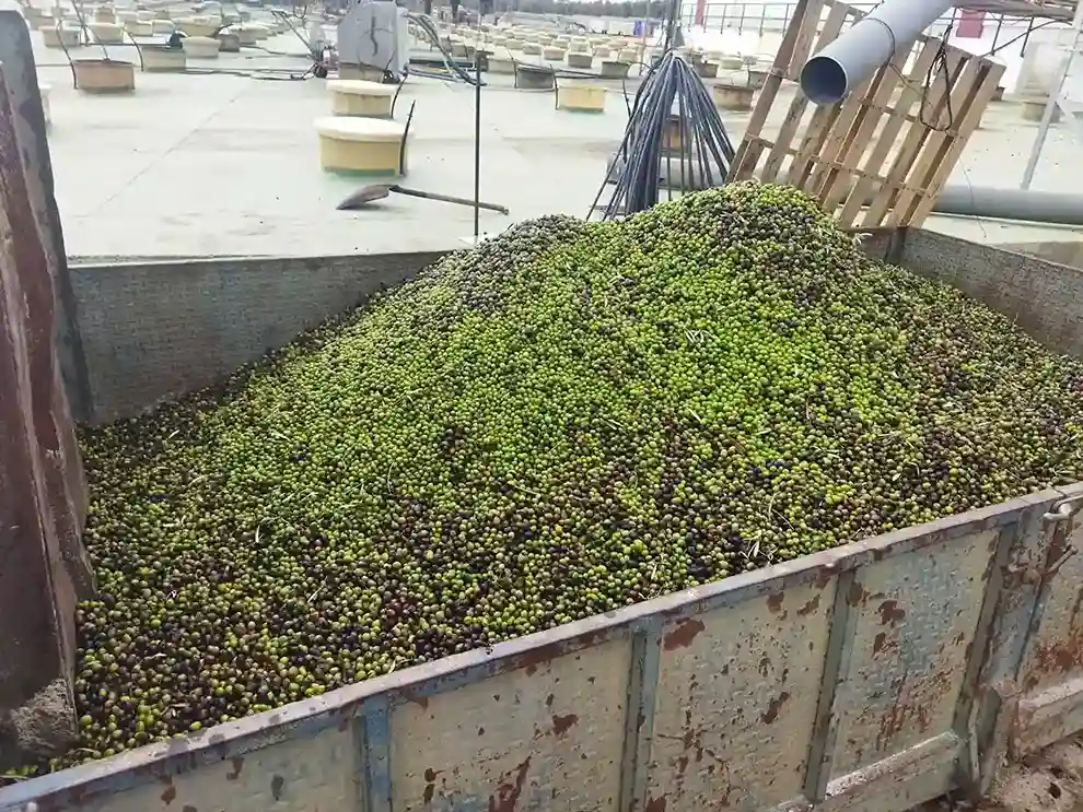 Visita a almazara bodega y olivar 4 1