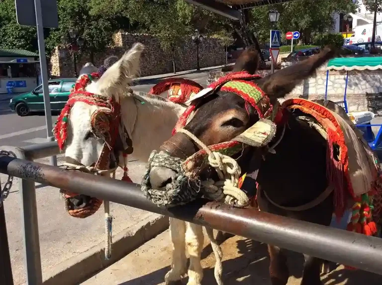 Visita guiada a mijas pueblo 1 1 768x573