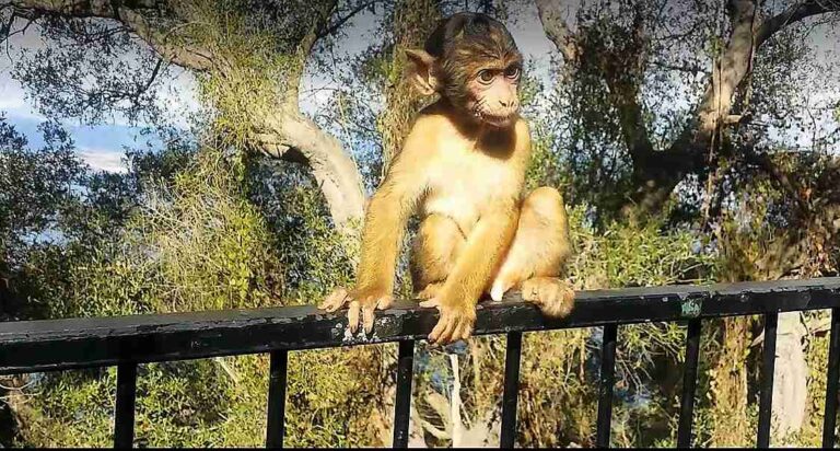 tour privado a Gibraltar 3 768x412