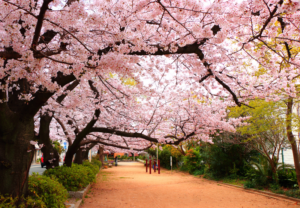 Festival Sakura Alfarnate: el culto a los cerezos en flor