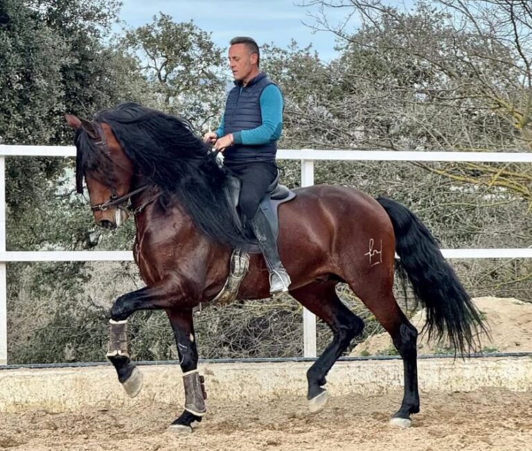 doma de caballos en ronda 2 768x651