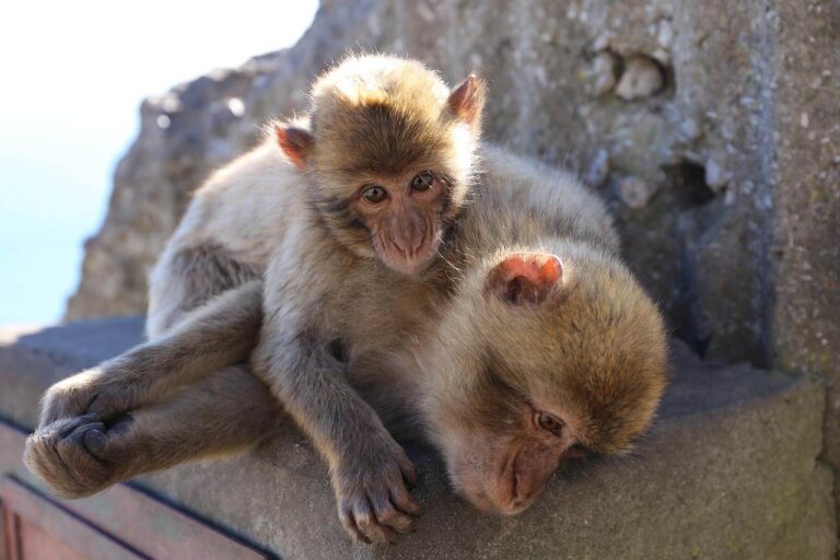 Excursion a Gibraltar y Mijas 1 768x512