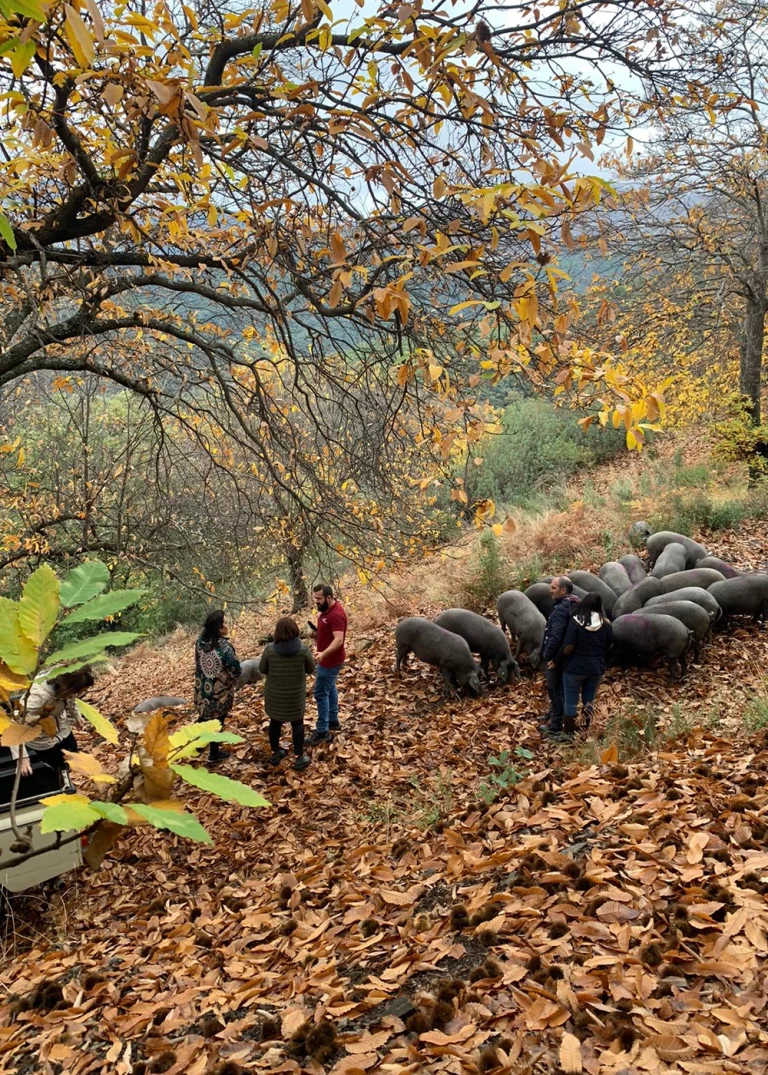Ruta gastronomica del cerdo iberico Vall Genal 1 768x1075