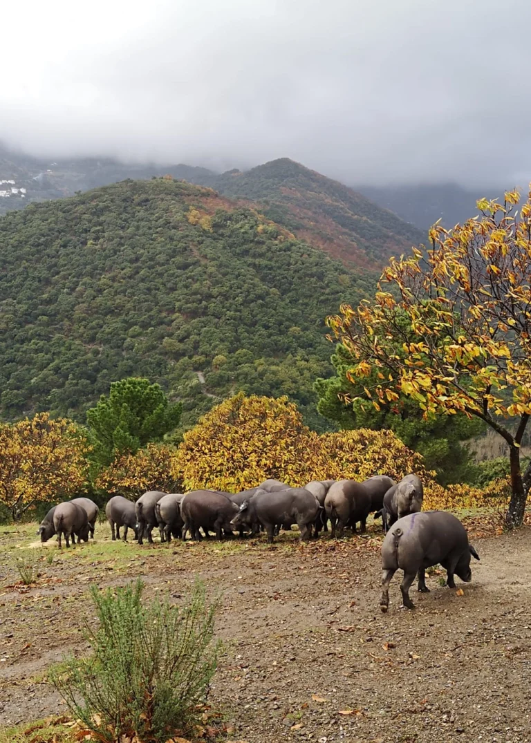 Ruta gastronomica del cerdo iberico Vall Genal 2 768x1075
